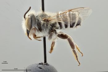Media type: image;   Entomology 793927 Aspect: habitus lateral view